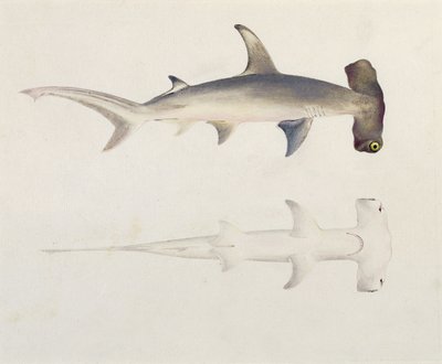 Egy kalapácsfejű cápa, Loheia, korábban James Bruce-nak (1730-94) tulajdonították (wc és gouache grafiton a papíron) alkotó: Luigi Balugani