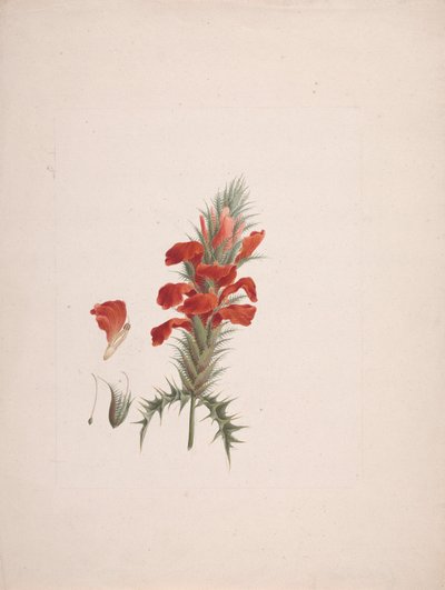 Acanthus Sennii Chiov. : kész rajz hozzáadott részletekkel alkotó: Luigi Balugani