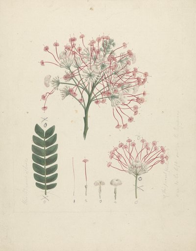 Albizia gummifera (J.F. Gmel.) C.A. Sm. (Gummy Albizia Tree): kész rajz a virágzó hajtásfejről, a virágzat, a virágok és a levél részleteivel alkotó: Luigi Balugani