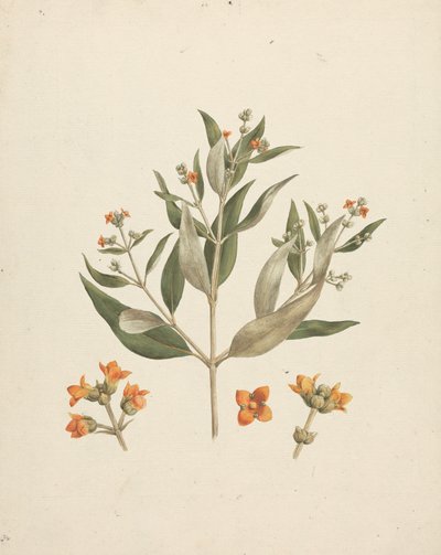 Avicennia marina (Forssk.) Vierh. (White Mangrove): virágzó hajtás kész rajza virágrészletekkel alkotó: Luigi Balugani