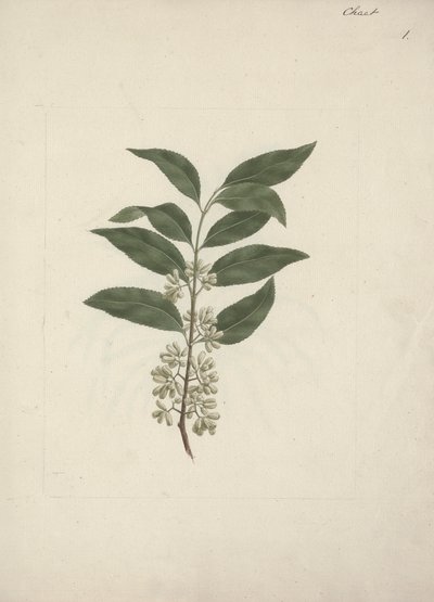 Történet Edulis Forsk. (Khat): Kész rajz alkotó: Luigi Balugani