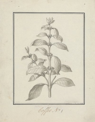 Coffea arabica L. (Arabica kávé): leveles hajtás és bogyók kész rajza alkotó: Luigi Balugani