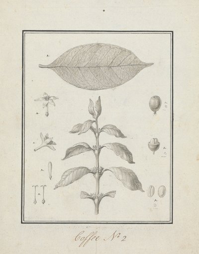 Coffea arabica L. (Arabica kávé): leveles hajtás kész rajza, virágok, levelek és gyümölcsök részleteivel alkotó: Luigi Balugani