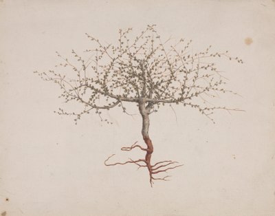 Commiphora gileadensis (L.) C. Chr. (Gileád balzsama, Opobalsam): kész rajzolás, ha a fa szokása (gyökerekkel) alkotó: Luigi Balugani