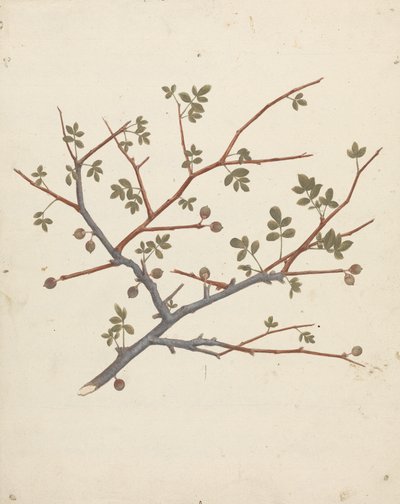 Commiphora gileadensis (L.) C. Chr. (Gileád balzsama, Opobalsam): termőág kész rajza alkotó: Luigi Balugani
