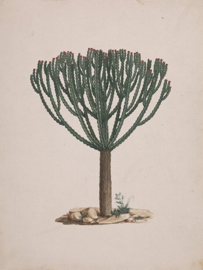 Euphorbia abyssinica J.F. Gmel. (Ethiopian Tree-Spurge): kész rajz a fa habitusáról alkotó: Luigi Balugani