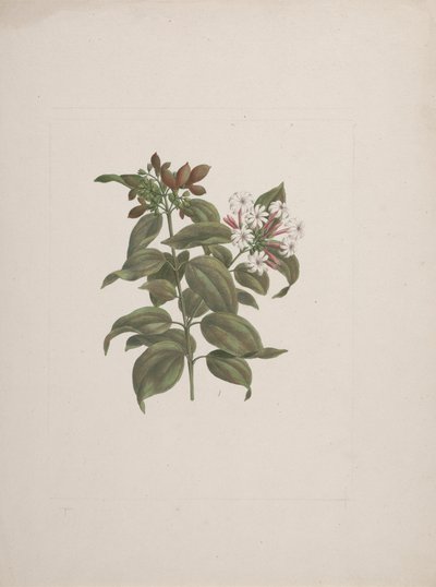 Jasminum dichotomum Vahl (afrikai jázmin): kész rajz alkotó: Luigi Balugani