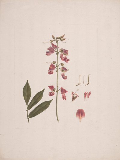 Millettia ferruginea (Hochst.) Baker: kész rajz néhány részlet kizárásával alkotó: Luigi Balugani