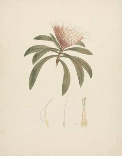 Protea gaguedi J.F. Gmel. (Protea): kész rajz virágos részletekkel alkotó: Luigi Balugani