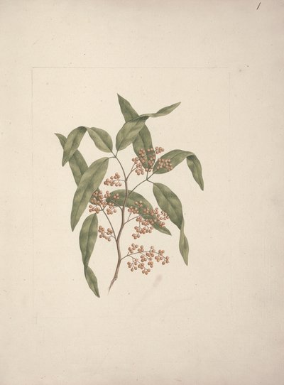 Rhus ? retinorrhoea Oliver: kész rajz alkotó: Luigi Balugani