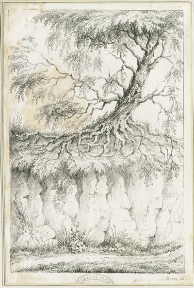 Dudley – Fa: litográfia, nd [c 1825] (nyomtatás) alkotó: Luke Booker