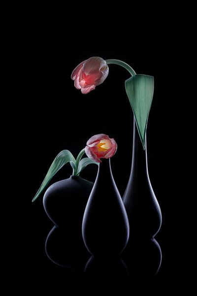 Elegáns ragyogó tulipánok alkotó: Lydia Jacobs