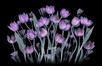 Ragyogó lila tulipánok alkotó: Lydia Jacobs