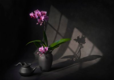 Árnyékba borult orchidea eleganciája alkotó: Lydia Jacobs