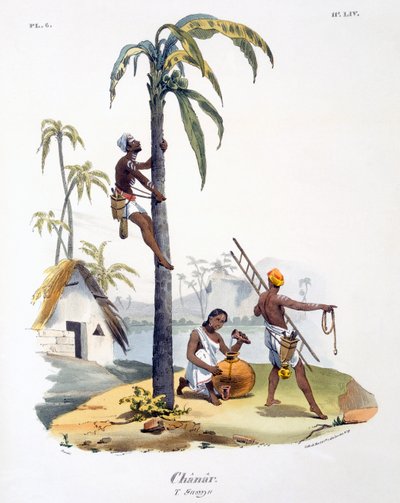 A Nadar kasztba tartozó férfi pálmafára mászik, 1827-35 alkotó: M.E. Burnouf