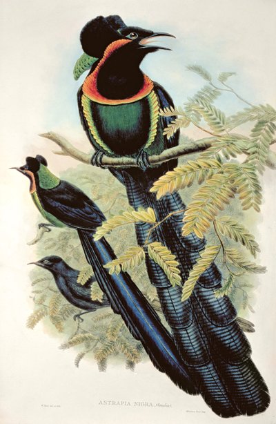 Arfak Astrapia, Astrapia Nigra - Paradicsommadár alkotó: M. Hart