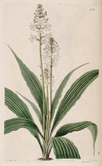 Calanthe triplicata (mint szin. Calanthe veratrifolia) (növény) illusztrációja alkotó: M. Hart