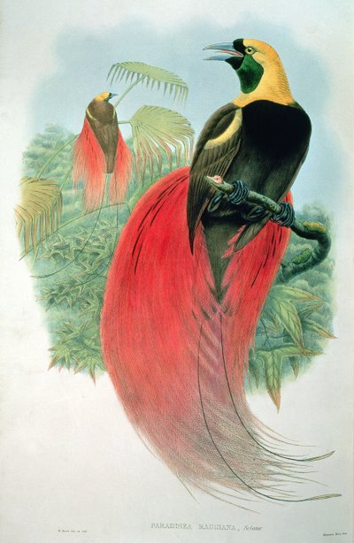 Paradisaea Raggiana alkotó: M. Hart