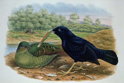 Ptilonorhyncus Violaceus, Satin Bowerbird alkotó: M. Hart
