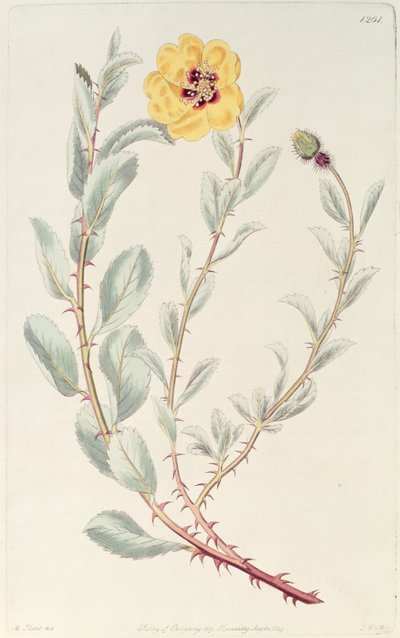 Rose: Persian from the Botanical Register, megjelent 1829 alkotó: M. Hart
