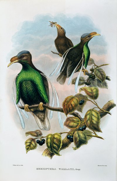 Wallace Standard Wing Semioptera Wallecei alkotó: M. Hart