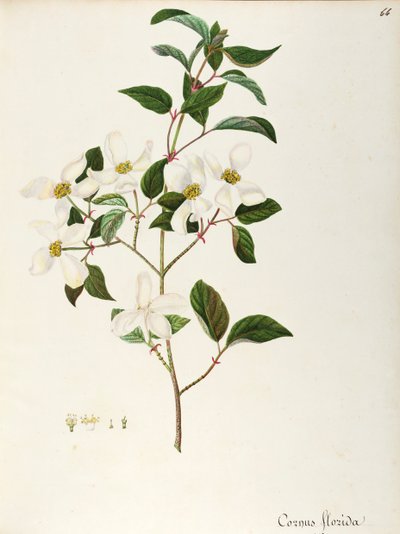 Virágzó somfa (Cornus florida), Cornaceae, Észak-Amerikában őshonos kis fa vagy cserje, akvarell alkotó: Maddalena Lisa Mussino