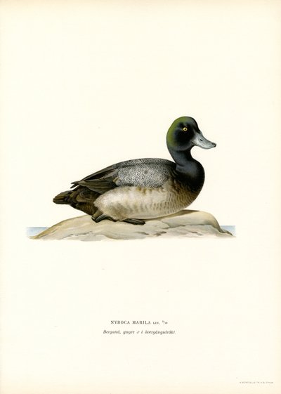 Amerikai kacsa (színes litho) alkotó: Magnus Ferdinand and Wilhelm von Wright
