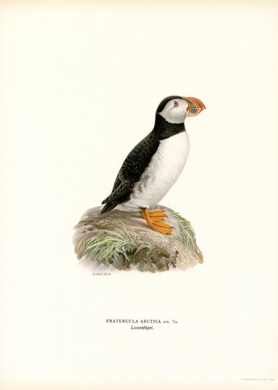 Atlantic Puffin (színes litó) alkotó: Magnus Ferdinand and Wilhelm von Wright