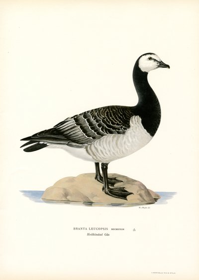 Barnacle Goose (színes litho) alkotó: Magnus Ferdinand and Wilhelm von Wright
