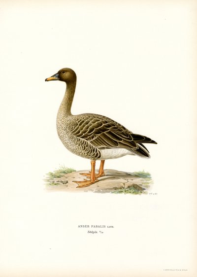 Bean Goose (színes litho) alkotó: Magnus Ferdinand and Wilhelm von Wright