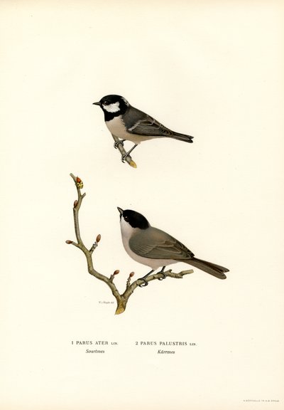 Fekete tarajos cinege (színes litó) alkotó: Magnus Ferdinand and Wilhelm von Wright