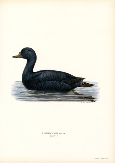 Fekete Scoter (színes litho) alkotó: Magnus Ferdinand and Wilhelm von Wright