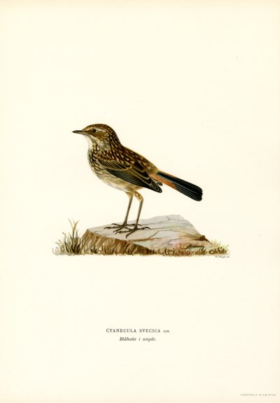Bluethroat (színes litó) alkotó: Magnus Ferdinand and Wilhelm von Wright