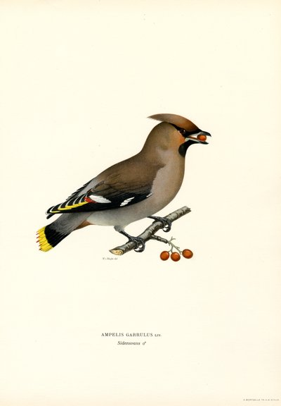 Bohemian Waxwing (színes tagok) alkotó: Magnus Ferdinand and Wilhelm von Wright