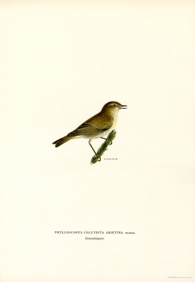 Chiffchaff (színes litó) alkotó: Magnus Ferdinand and Wilhelm von Wright