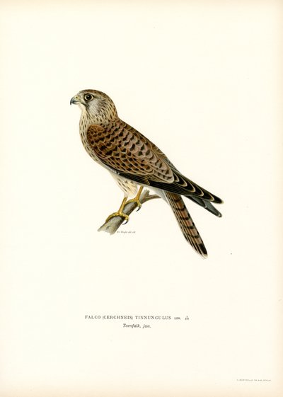 Közönséges vércse (színes litho) alkotó: Magnus Ferdinand and Wilhelm von Wright