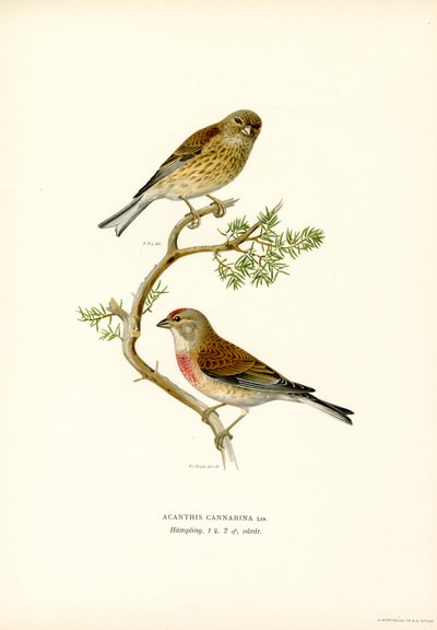 Közönséges lenvászon (színes litó) alkotó: Magnus Ferdinand and Wilhelm von Wright