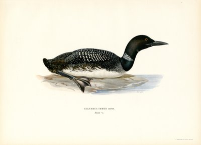 Common Loon (színes litho) alkotó: Magnus Ferdinand and Wilhelm von Wright