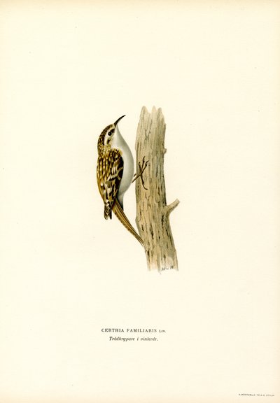 Common Treecreeper (színes litó) alkotó: Magnus Ferdinand and Wilhelm von Wright