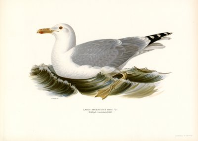 Európai halsirály (színes litho) alkotó: Magnus Ferdinand and Wilhelm von Wright