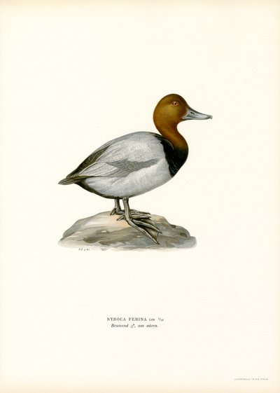 Európai pochard (színes litho) alkotó: Magnus Ferdinand and Wilhelm von Wright