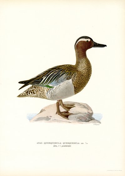 Garganey (színes litó) alkotó: Magnus Ferdinand and Wilhelm von Wright