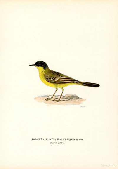 Szürkefejű wagtail (színes litho) alkotó: Magnus Ferdinand and Wilhelm von Wright