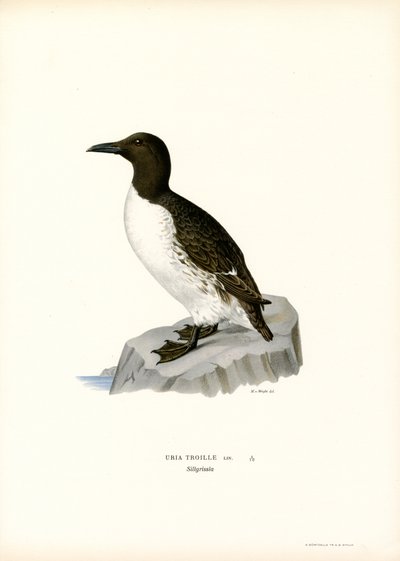 Guillemot (színes litó) alkotó: Magnus Ferdinand and Wilhelm von Wright