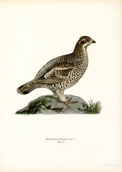 Hazel Grouse (színes litó) alkotó: Magnus Ferdinand and Wilhelm von Wright