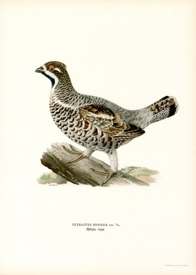 Hazel Grouse (színes litó) alkotó: Magnus Ferdinand and Wilhelm von Wright