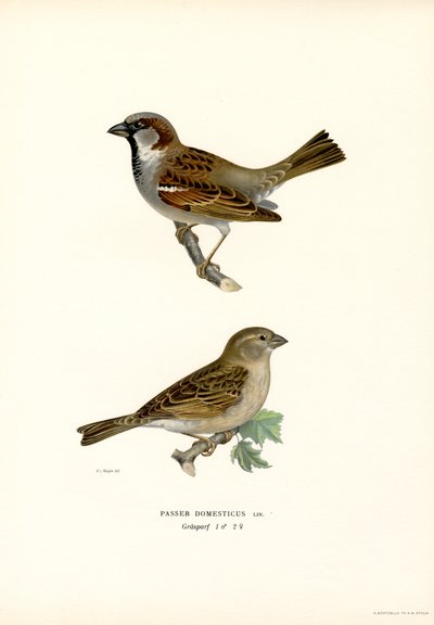 házi veréb (színes litó) alkotó: Magnus Ferdinand and Wilhelm von Wright