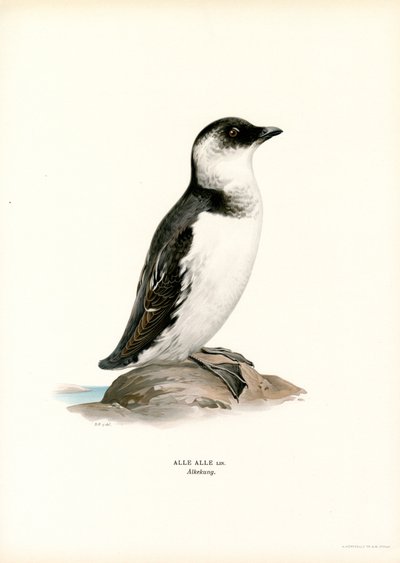 Kis Auk (színes litó) alkotó: Magnus Ferdinand and Wilhelm von Wright