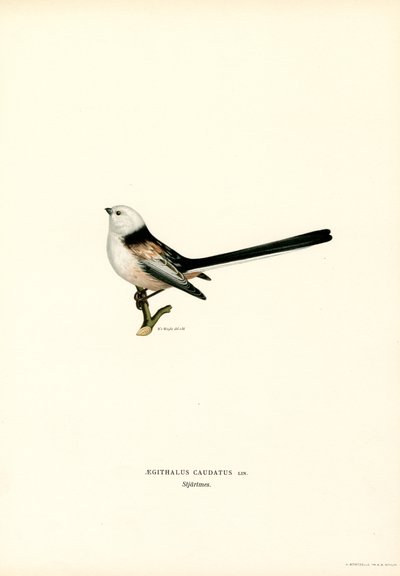 Hosszúfarkú cinege (színes litó) alkotó: Magnus Ferdinand and Wilhelm von Wright
