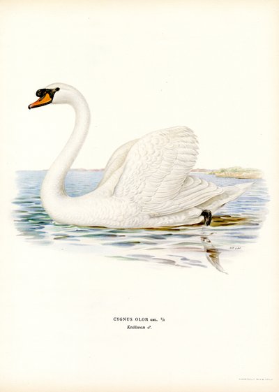 bütykös hattyú (színes litó) alkotó: Magnus Ferdinand and Wilhelm von Wright